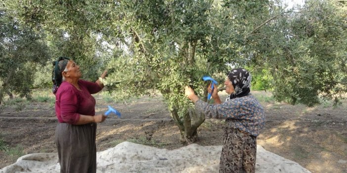 Zeytinin sofralara uzanan lezzet yolculuğu başladı