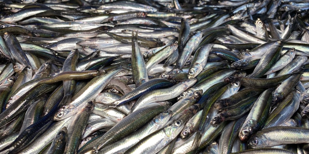 Karadeniz’de hamsi bereketi