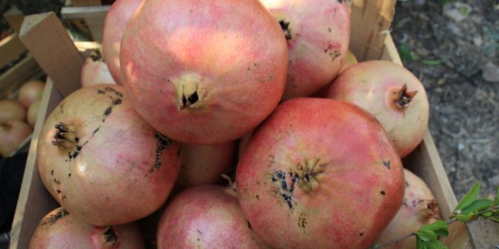 Gören şaşırıyor, bu narların tanesi 1,5 kilo