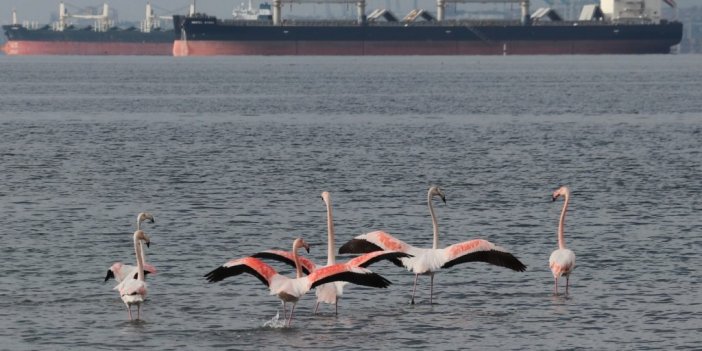 ’İzmit çocuğu’ flamingolar göç etmiyor