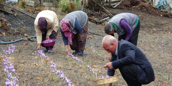 Gramı 50 TL... Adana’da safran hasadı başladı