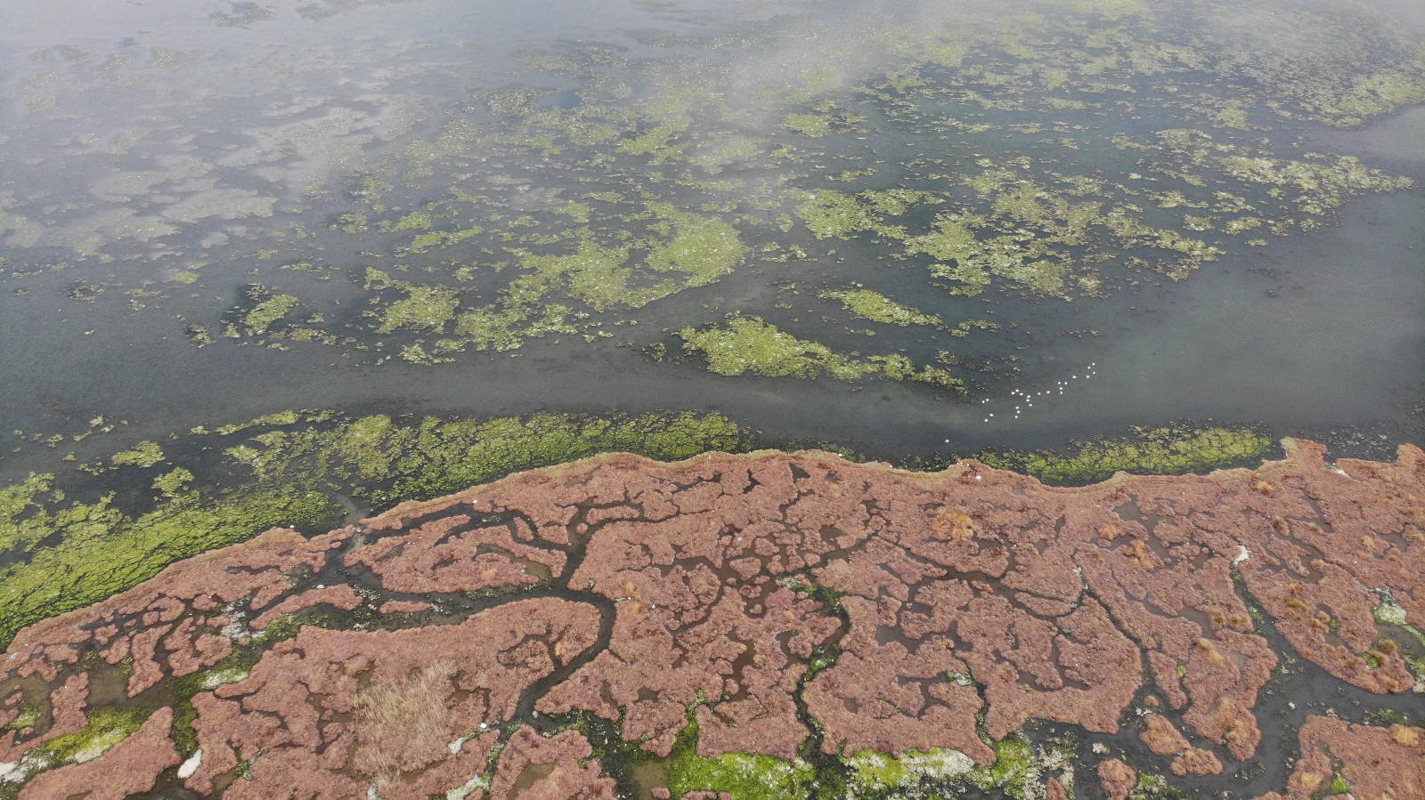 Deniz Marulu Bu Kez İnciraltı’nda Görüldü
