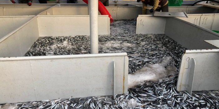 Karadeniz’de hamsi bolluğu sürüyor