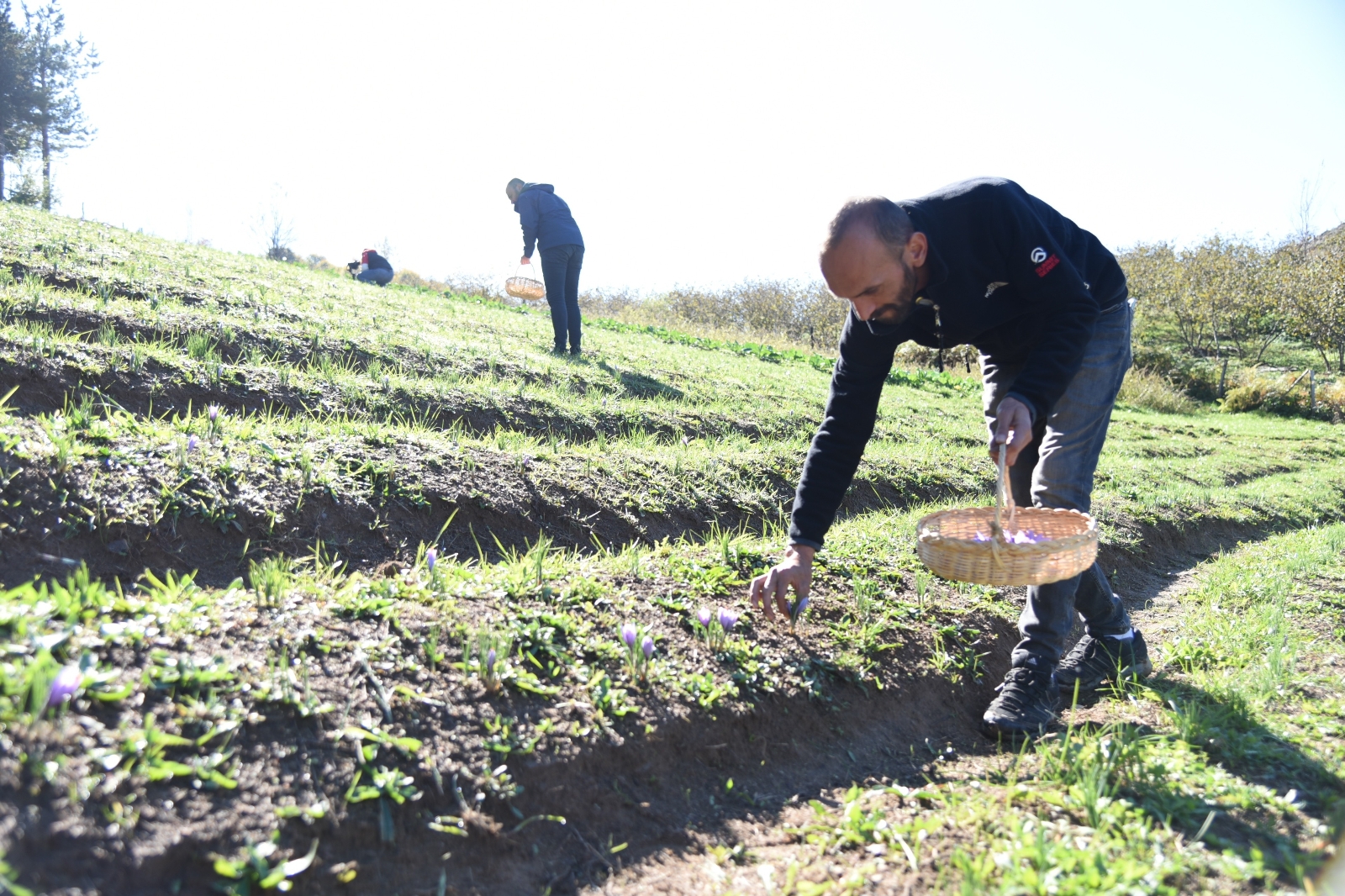Kilosu 30 Bin Liradan Satılıyor