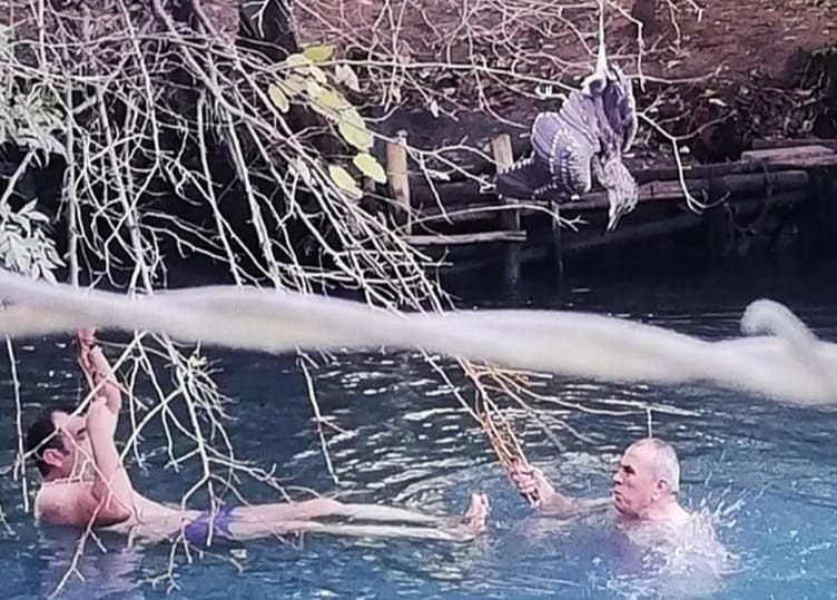 Nesli tükenmekte olan ’balaban kuşu’ yaralı halde bulundu