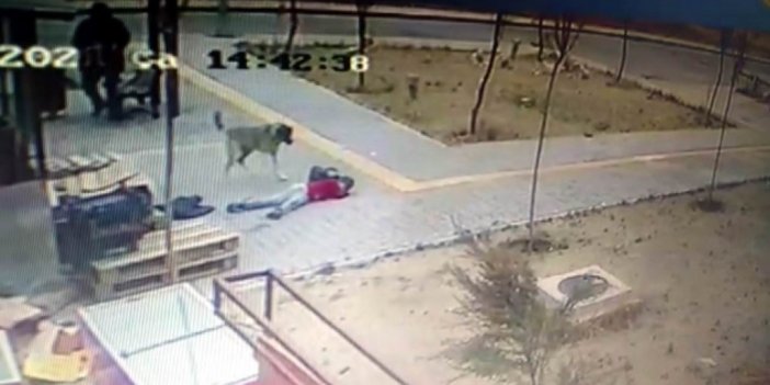 Başıboş köpekler çocuğa böyle saldırdı