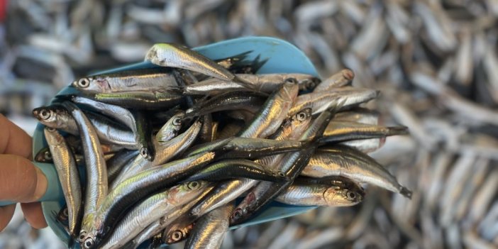 Palamut Fiyatları Tutulamıyor