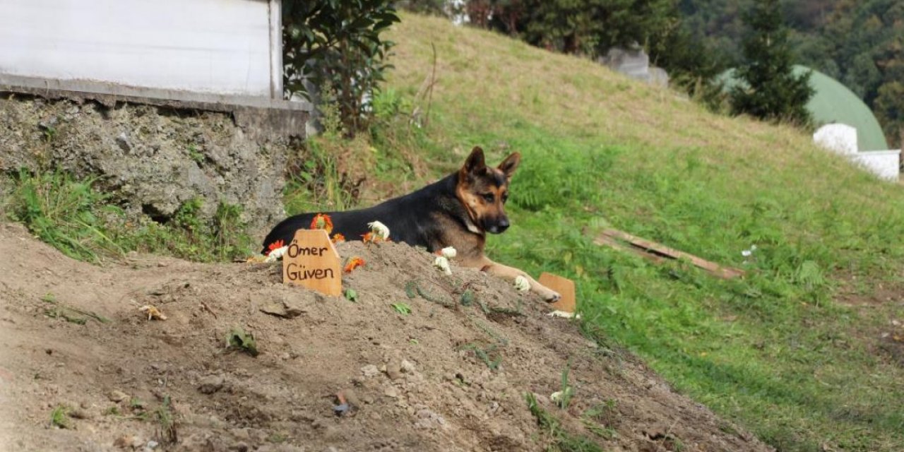 Trabzon'da ölen sahibinin mezarından ayrılmayan köpek