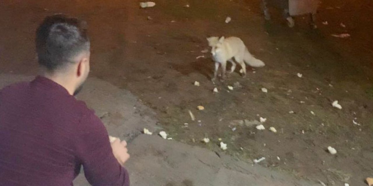 Karslı gençler adını 'Şükrü' koydukları tilkiyi elleriyle besliyor