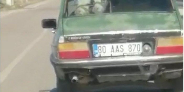 Otomobilin arka koltuğuna bir değil iki dana oturttu