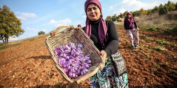 Çiftçiye Dönüm Başı 100 Bin Lira Kazandıracak Projede İlk Hasat Yüzleri Güldürdü