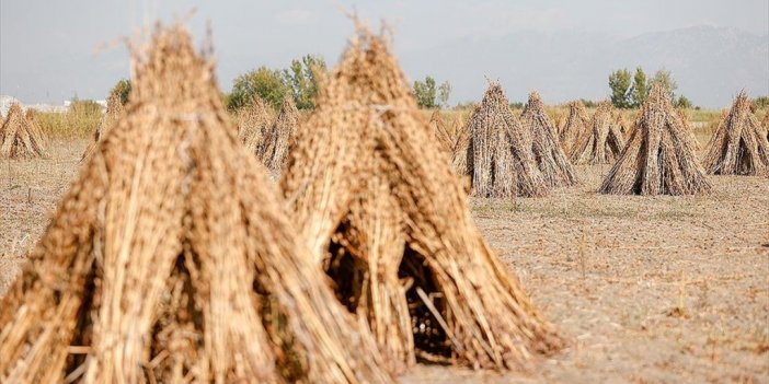Manavgat'ın 'altın Susamı' Japonya'da Sofraları Süslüyor