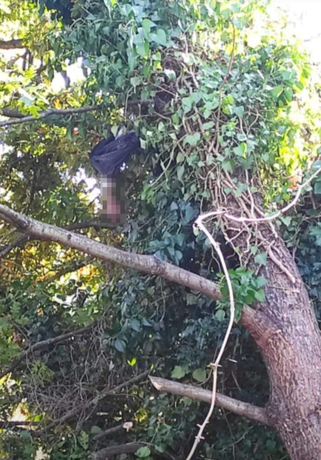 Ağaç Budarken Üzerine Dal Düşen Adam Hayatını Kaybetti