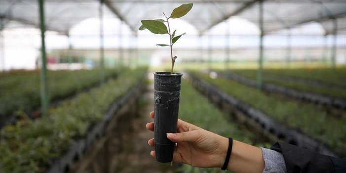 Doğu Akdeniz'de Yanan Ormanlar Milli Ağaçlandırma Günü'nde Fidanla Buluşacak