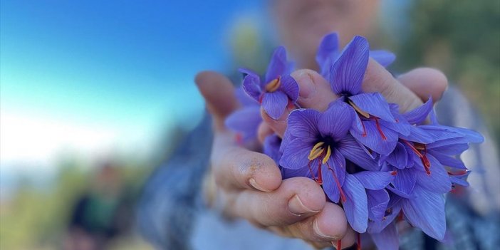 Düzce'de Fındığa Alternatif Safran Yetiştiren Çiftçi Yüksek Verim Elde Etti