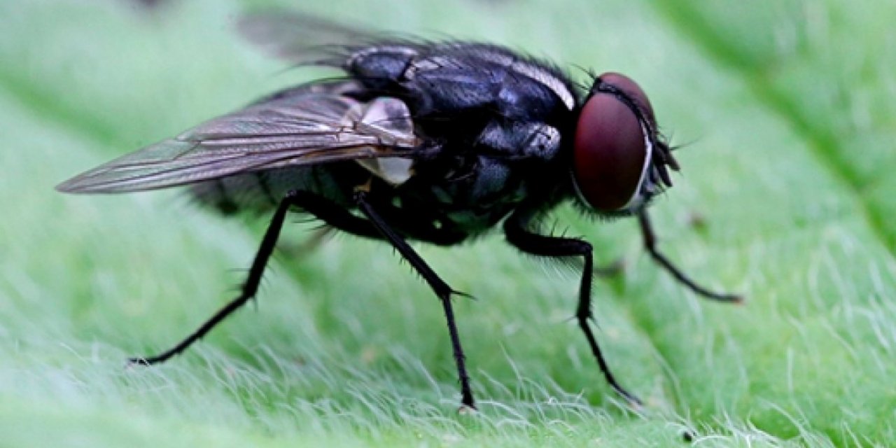 Zombi Mantarı, erkek sinekleri ölü dişilerle çiftleştiriyor
