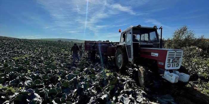 Bereketli Bafra Ovası'nda 200 Bin Ton Lahana Rekoltesi Bekleniyor