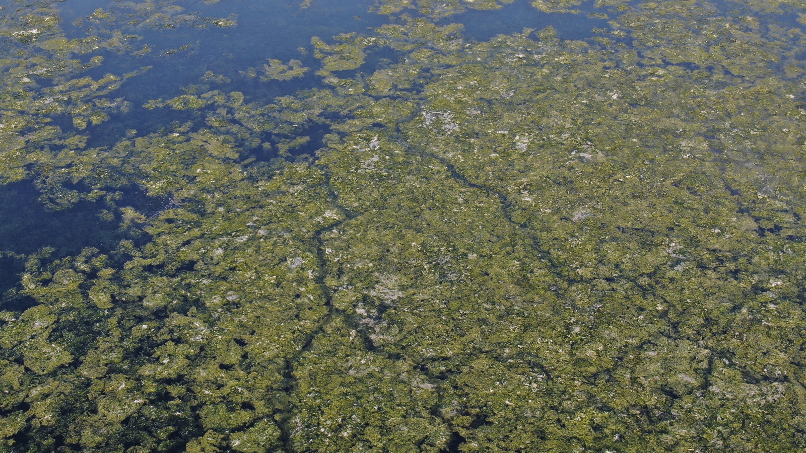 İzmir’i deniz marulu sardı