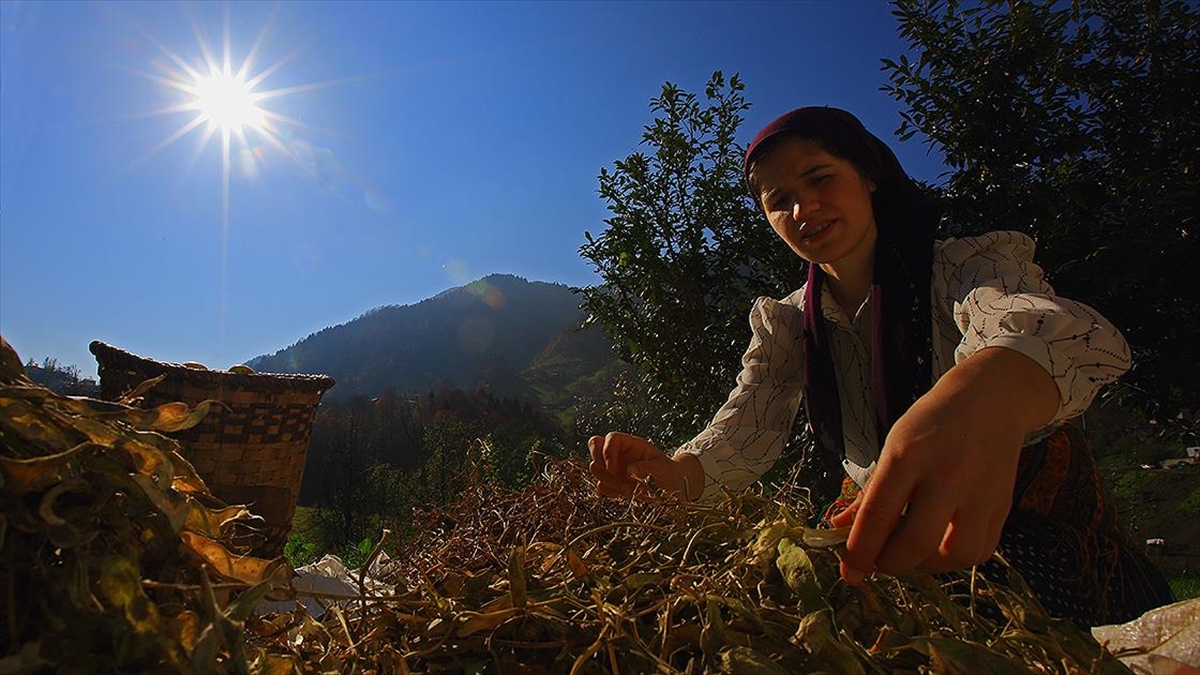 Karadenizli Kadınlar Kış Hazırlıklarını Sürdürüyor