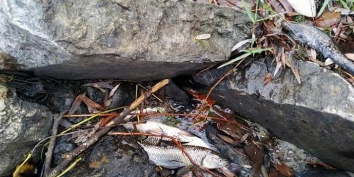 Balık ölümleri tedirgin ediyor