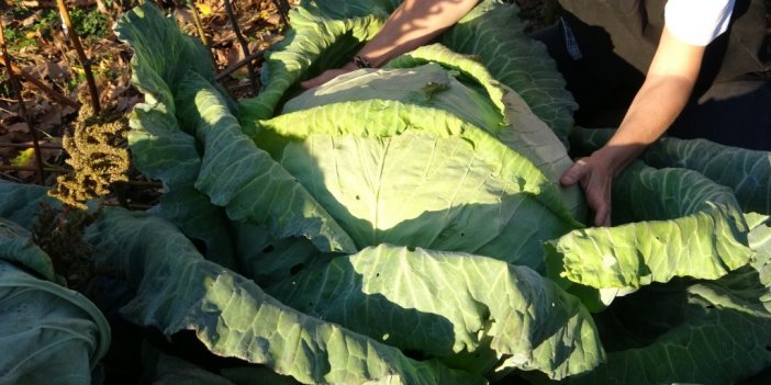 Dev lahanalar görenleri şaşırtıyor