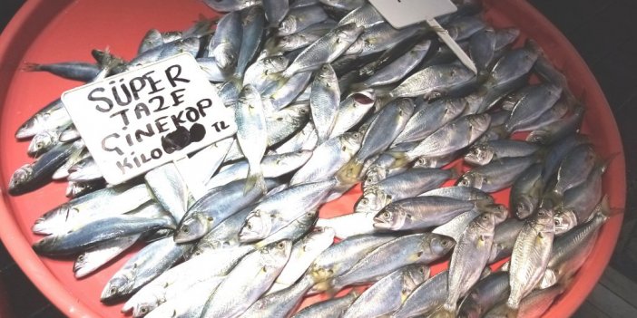 Bandırma’da çinekop rekora koşuyor.