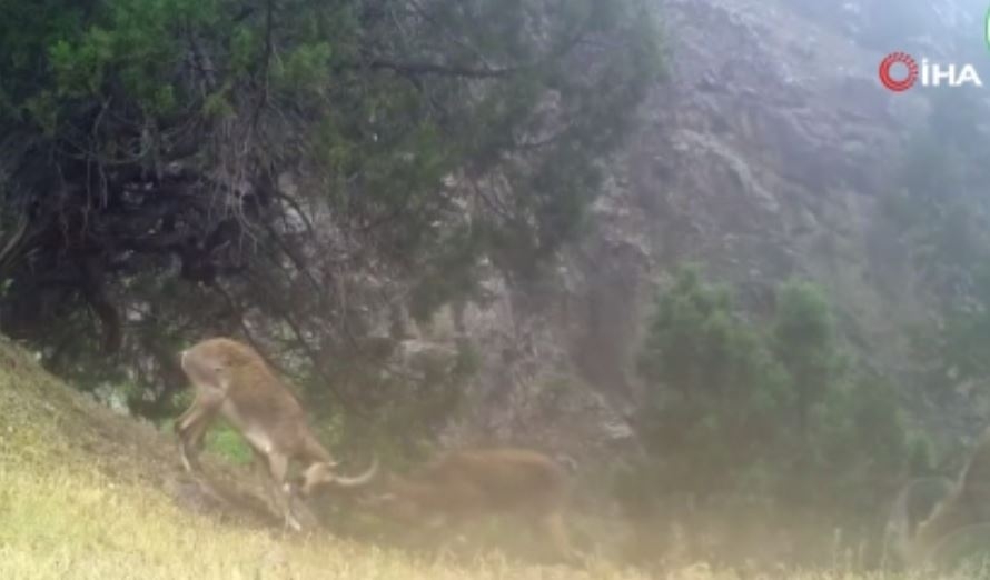 Fotokapana iki ceylanın düellosu yansıdı