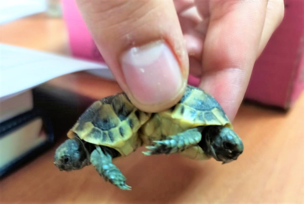 Beyaz cennette bulunan siyam ikizi kara kaplumbağaları koruma altına alındı