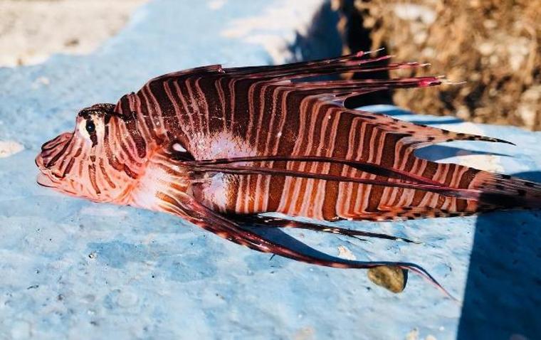 Aslan Balığı Kuzey Ege'ye çıktı