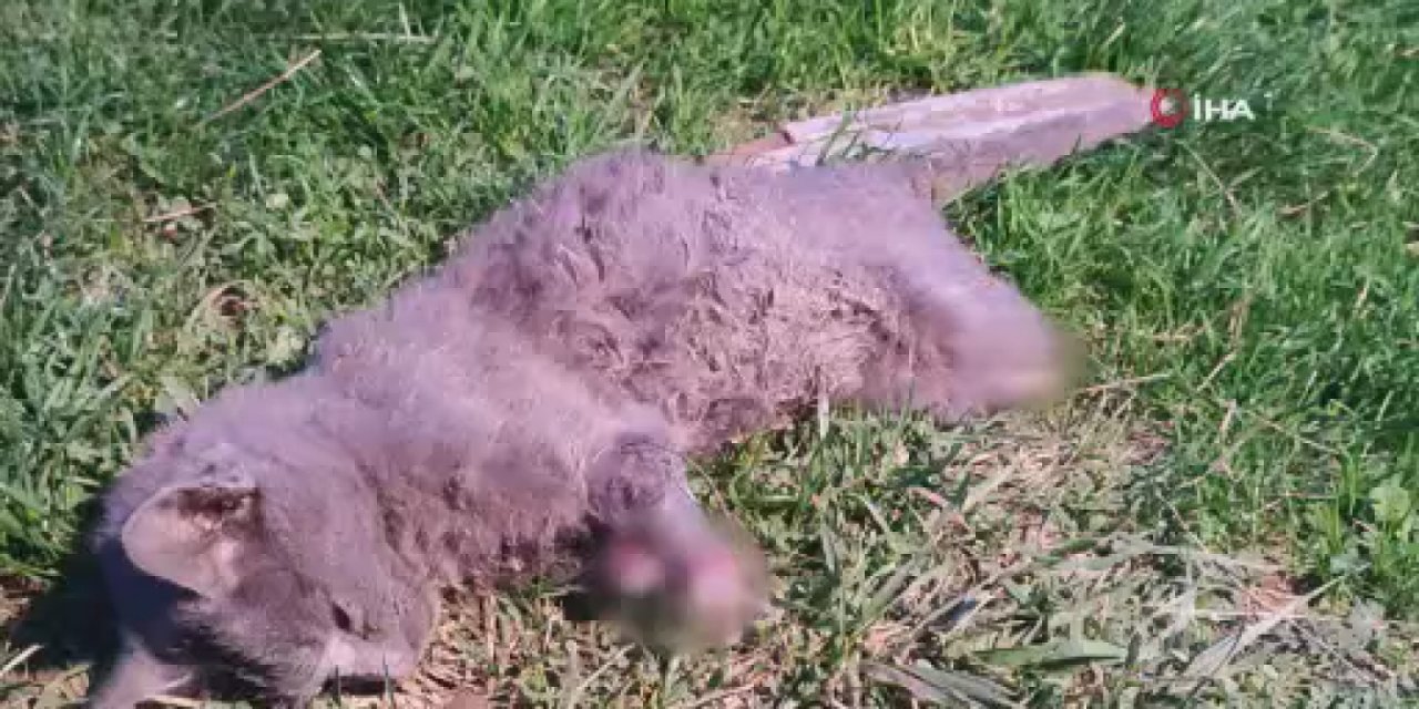 Arnavutköy’de Dehşet: Öğrenciler görünce şoke oldu!