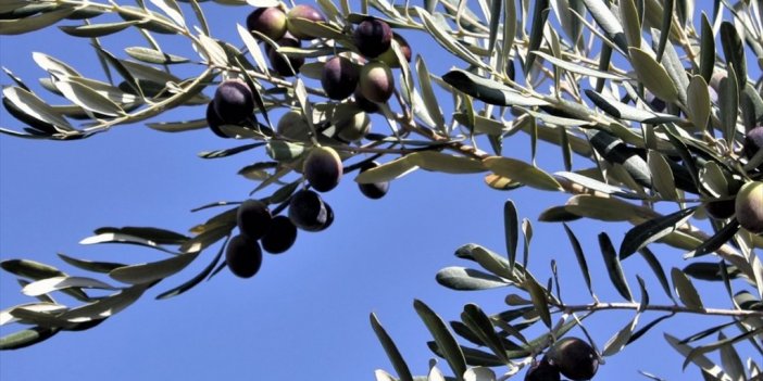 Zeytin üreticilerinden yönetmeliğe tepki: 'Maden biter, zeytin bitmez'