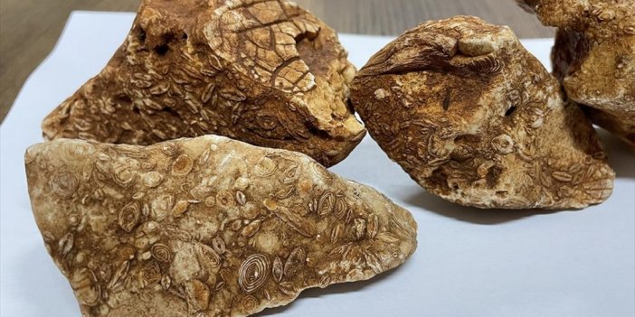 Adıyaman'da 40 Milyon Yıllık Olduğu Değerlendirilen 4 Fosil Bulundu