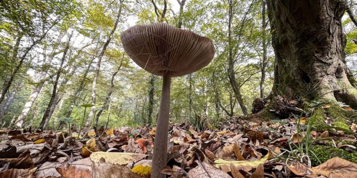 Yüzde Yüz Emin Olunmayan Mantar Öldürebilir