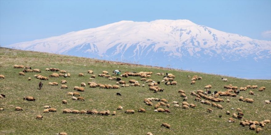 Van'da Besiciler Sürülerini Meralara Çıkarmaya Başladı