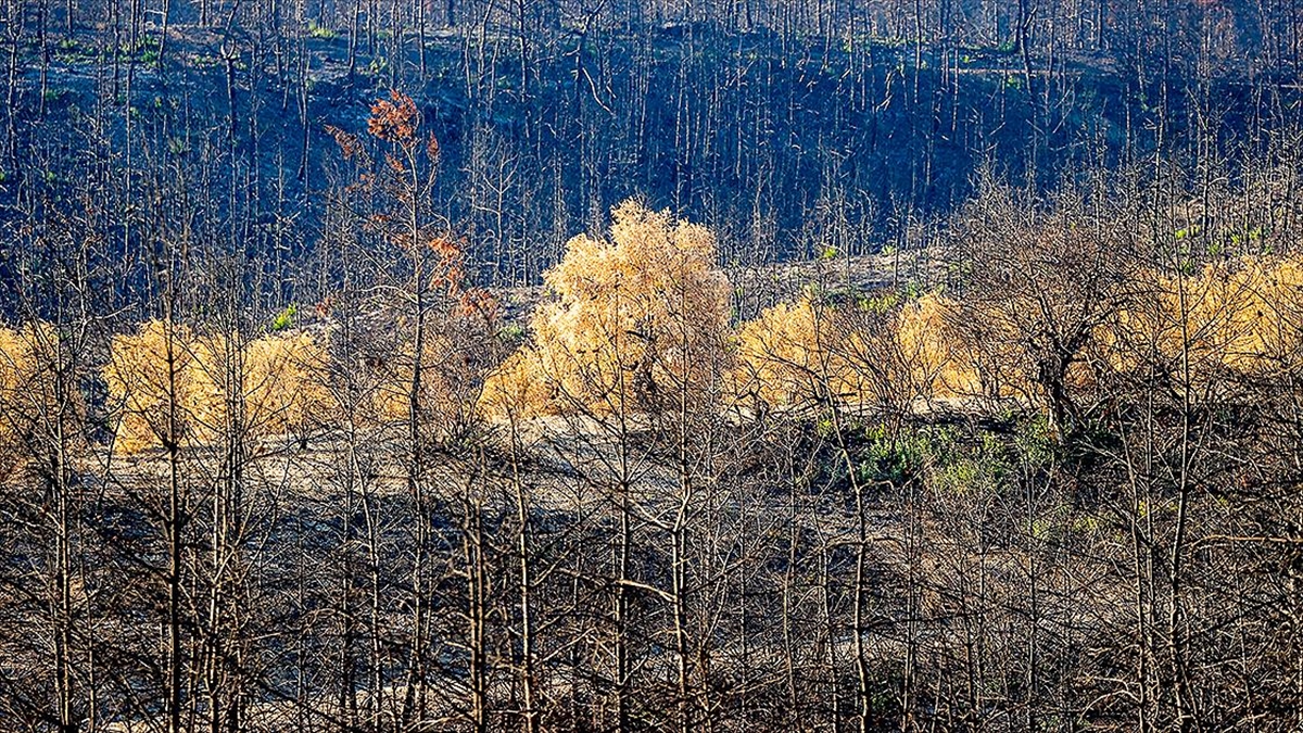 Yanan Ormanlarda Hüzünlü Sonbahar