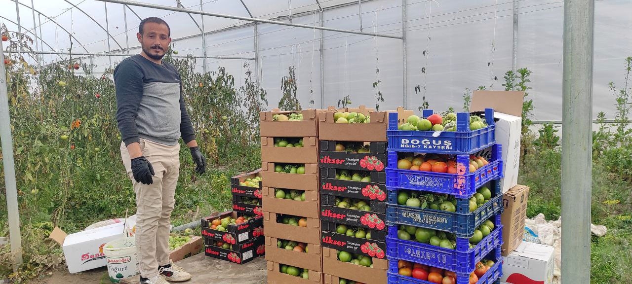 Devlet desteğiyle kurduğu serada dönüm başına 15 ton domates üretiyor
