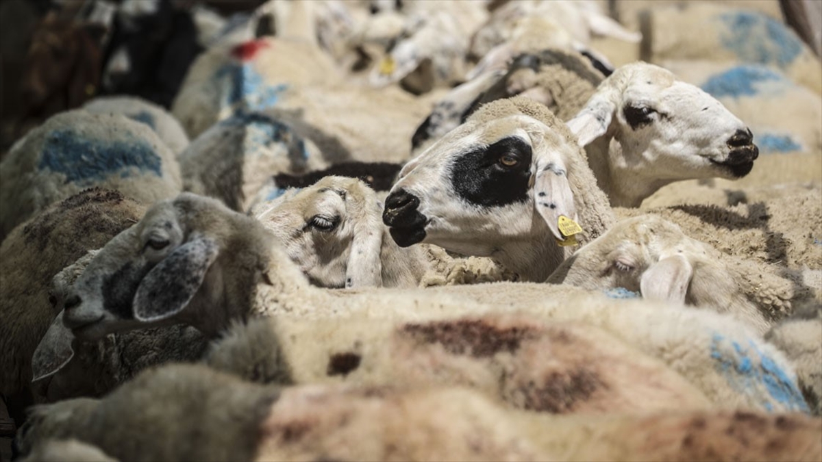Küçükbaş Hayvancılıkta Destekler Kilit Rol Oynuyor