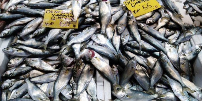 Lüfer azaldı, hamsi ve çinekop bollaştı