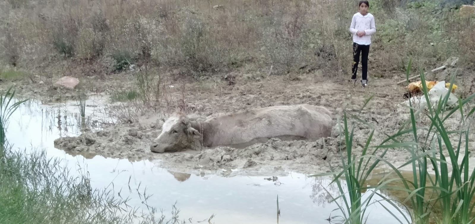 Su kanalında mahsur kalan büyükbaş hayvan kurtarıldı