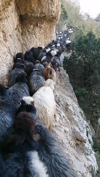 Artvin’de sürü sahiplerinin zorlu coğrafyayla mücadelesi görüntülendi