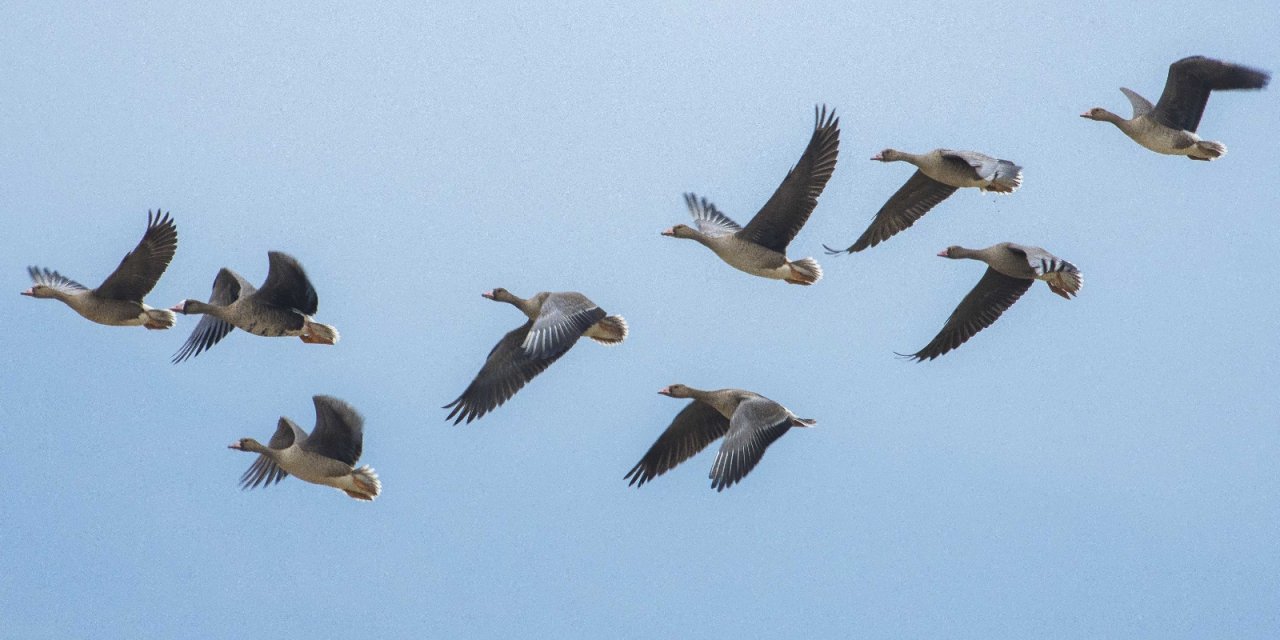 Dünyanın en nadir kuşları Bursa’da görüntüleniyor