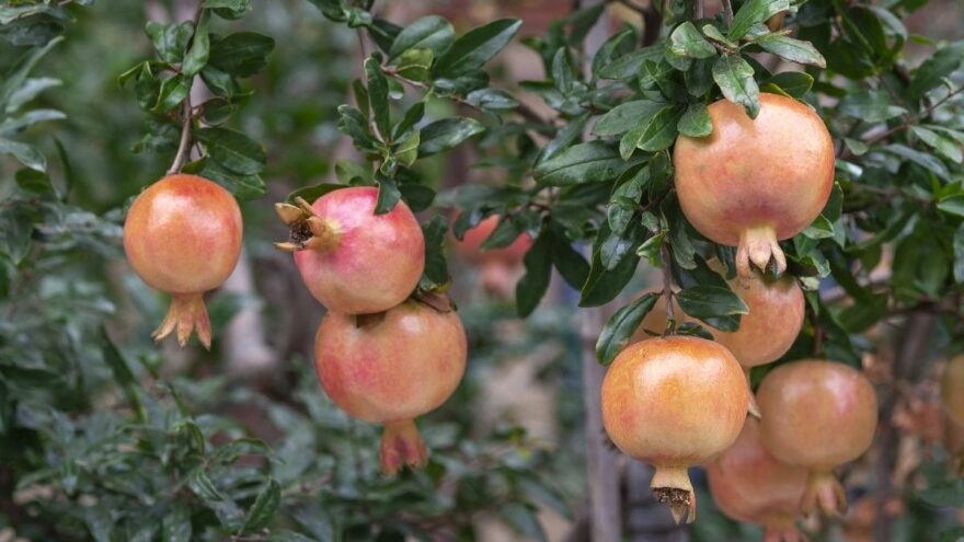 Rusya, Türkiye’den nar ve biber ithalatını yasakladı