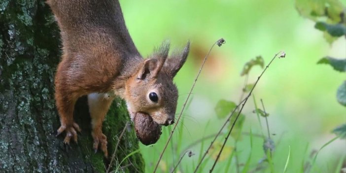 Ormanların Sevimli Sakinleri Sincaplar Topladıkları Besinlerle Kışa Hazırlanıyor