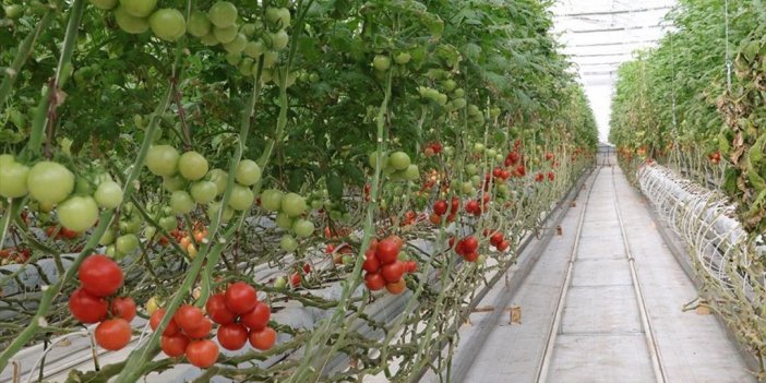 Bozkırın Ortasında Jeotermal Enerji İle 4 Mevsim Domates Yetiştiriliyor