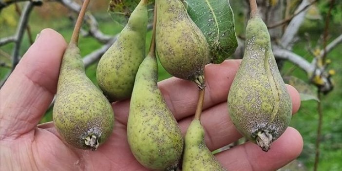 Kasım ayında armut ağaçları çiçek açıp, meyve verdi