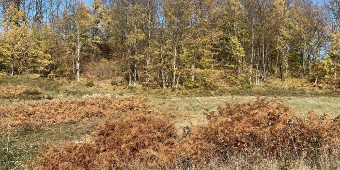 Korkunç Olay! Kesik Baş Toprağa Gömülü Bulundu