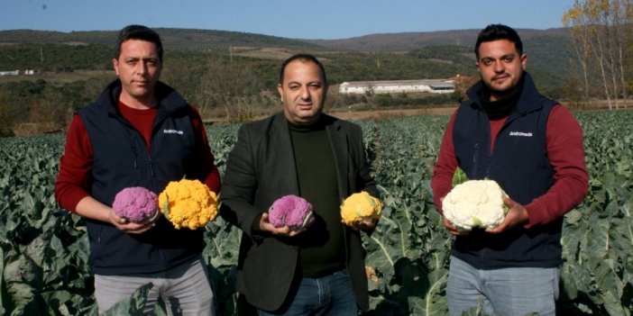 Renkli karnabaharlar hem göze, hem mideye hitap ediyor