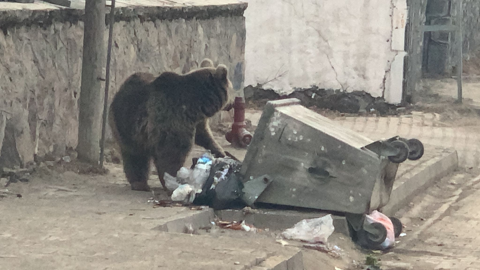 Aç kalan yavru ayı ilçe merkezine indi