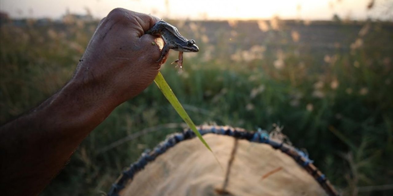 Türkiye'nin farklı kentlerinden toplanan kurbağalar, Avrupa'ya ihraç ediliyor