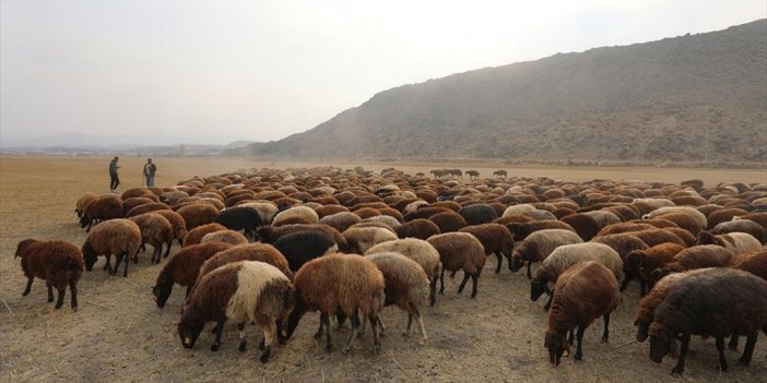 Küçükbaş Hayvan Sürülerinin Yaylalardan Zorlu Dönüşü Haftalar Sürüyor